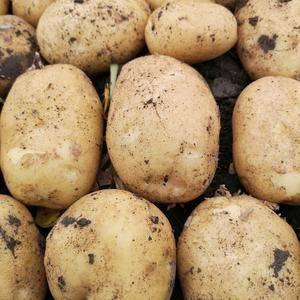 供应：土豆马铃薯进口种