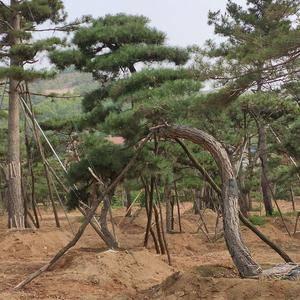 供应：黑松油松景观植物