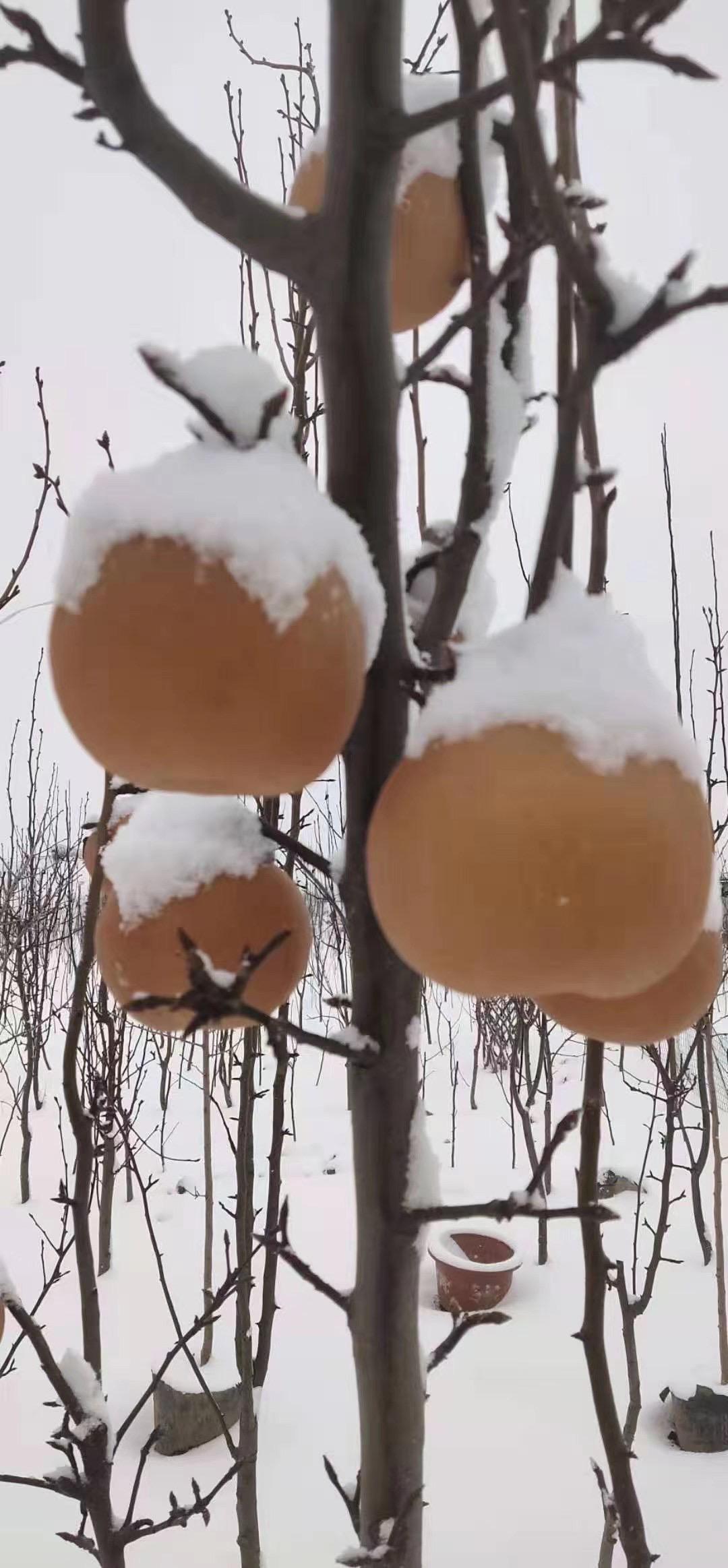 【江农推荐】冰山雪梨，味美，产量高.