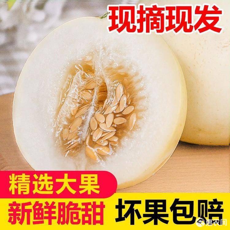 阎良甜瓜白皮甜瓜蜜瓜脆