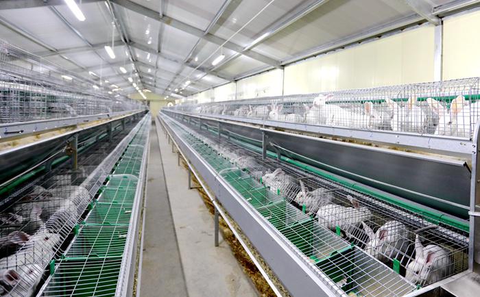 肉兔产业化养殖项目全国招商