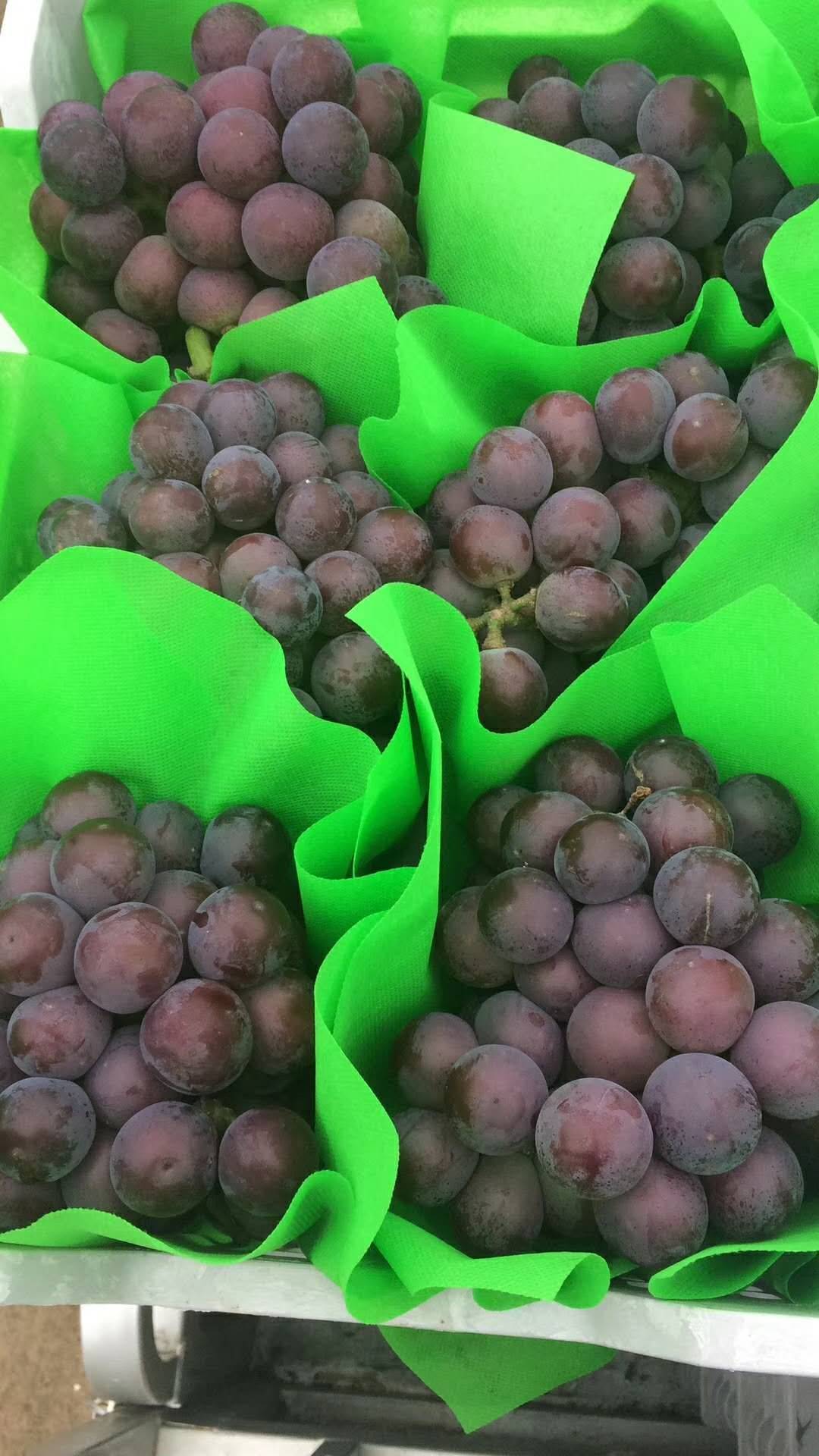 巨峰葡萄