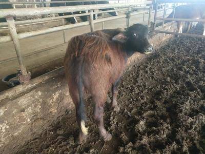 纯种摩拉水牛，牛犊来源奶水牛场，种公牛出自水牛研究所